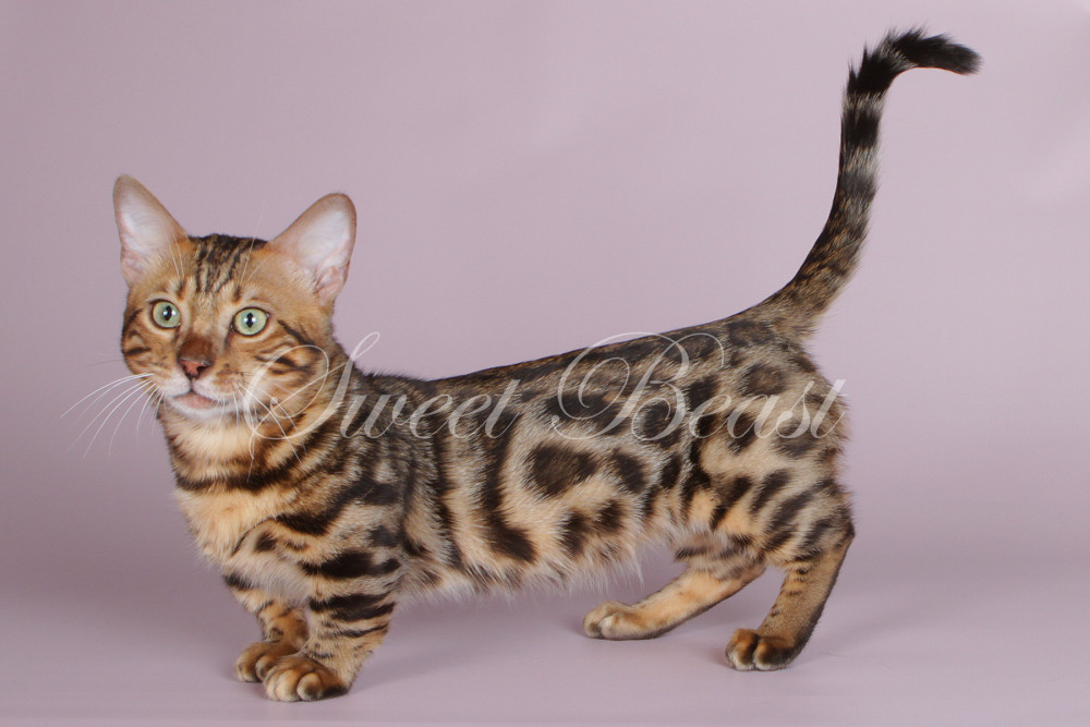 Sweet-beast.com | Munchkin | Puromax MUNCHKIN-BENGAL F3