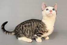 Nemoir (Немоир) ДГГ