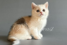 Nilena (not standard)