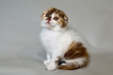 Arlette (Арлетт)