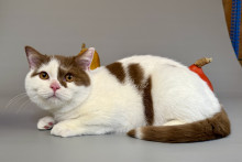 Qamirah (Камирах)