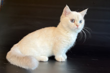 Vanilla
