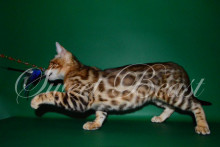 Olimp