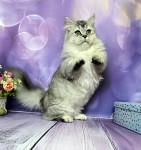 Zafira (Зафіра)