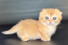 Uxie (Юкси)