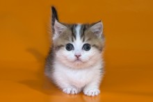 Yavik (Явик)