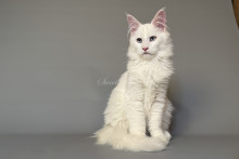 Malto (Мальто)