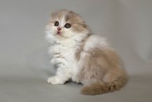 Aurelia (Аврелия)
