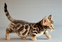 Xylora (Зайлора)