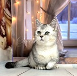 Willow (Уилоу )