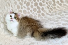 Yomar (Йомар)