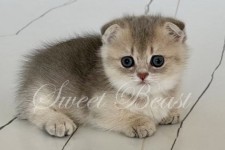Simon (Саймон)