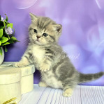 Percy
