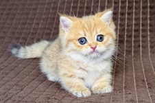 Milo (Мило)
