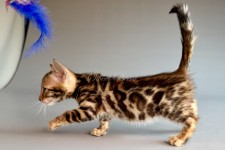 Xoritha (Зорита)