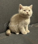 Abricot
