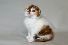 Arlette (Арлетт)