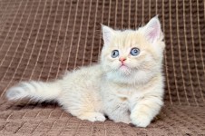 Marley (Марли)