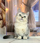 Willow (Уилоу )