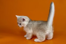 Widget (Виджет) не стандарт (длиннолапая)