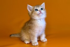 Wulfric (Вулфрик) не стандарт (длиннолапый)