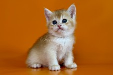 Warren (Варрен) не стандарт (длиннолапый)