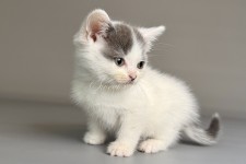 Kimsy (Кимси)