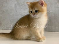 Ana Lily Purr Murmur