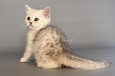 Nimbus (Нимбус)