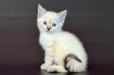 Rhapsody (not standard)