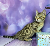 Kаyla (Кейла )