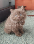 Amur