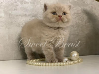 Barny Purr Murmur 