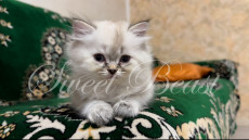 Afina (Афина)