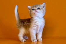 Winry (Винри) не стандарт (длиннолапая)