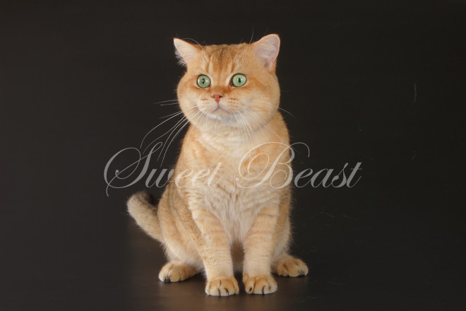 Wellmar british hot sale shorthair cats