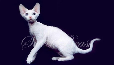 Devon Rex