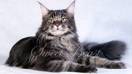 Maine Coon