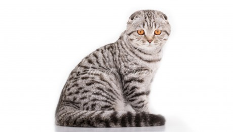 Scottish Fold