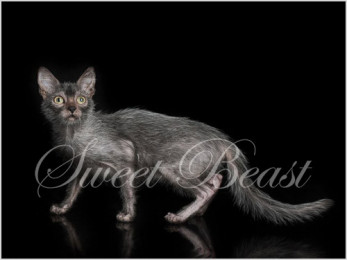 Lykoi