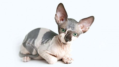 Canadian sphynx