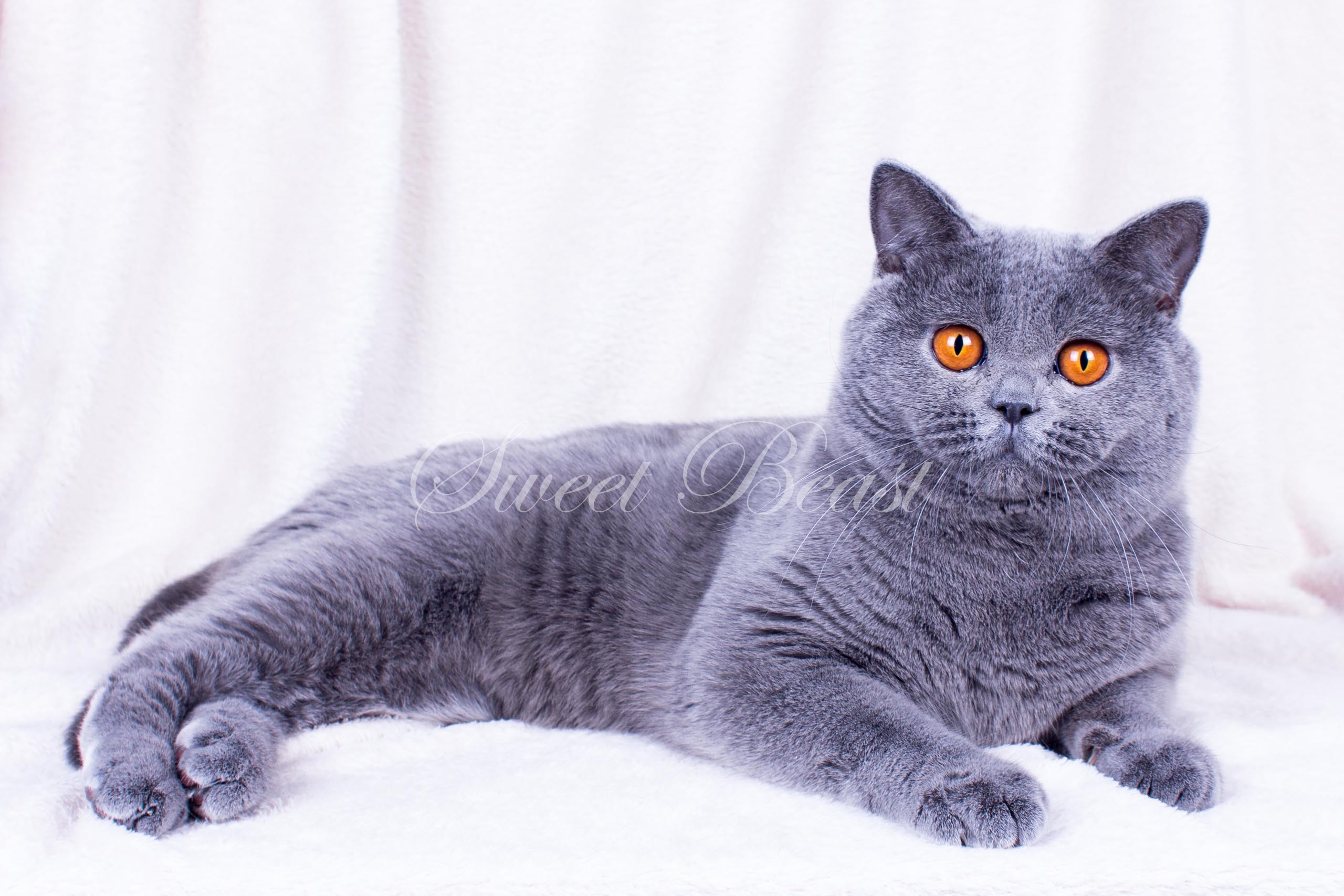 Стандарты британской породы кошек. Британская короткошёрстная кошка. Порода кошек Британская короткошерстная белая. Метист британский порода кошек. Британец серый боком.