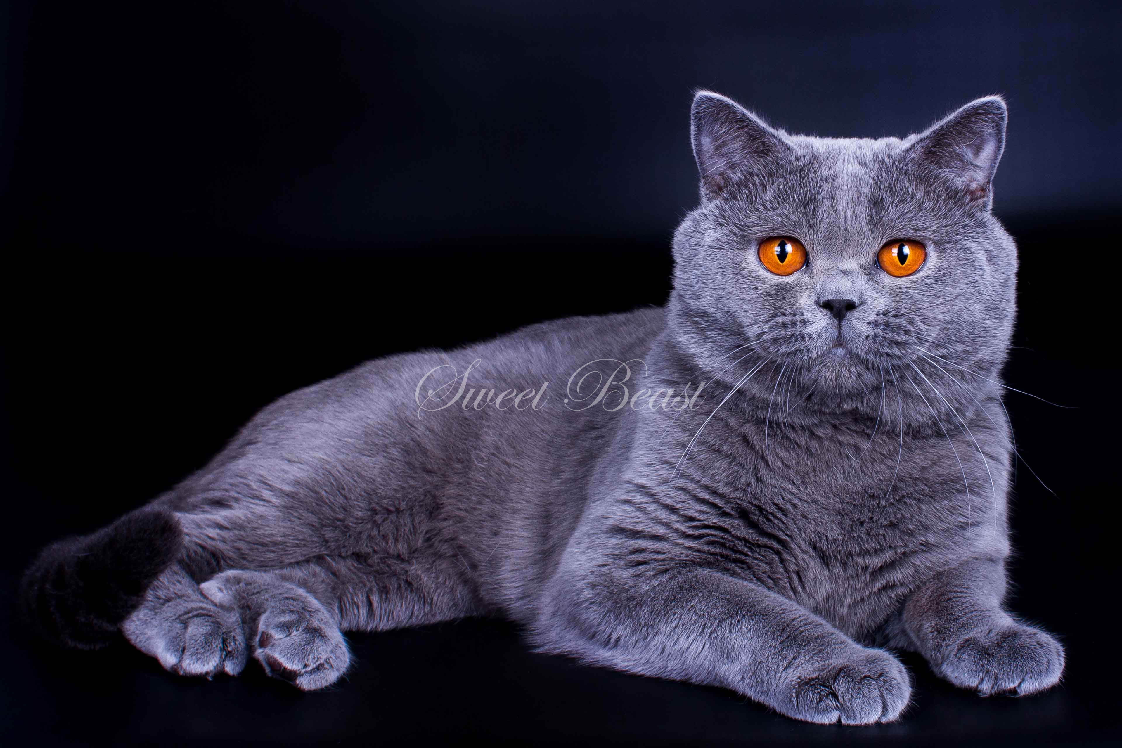 Sweet Beast Com British Shorthair Cats For Breeding
