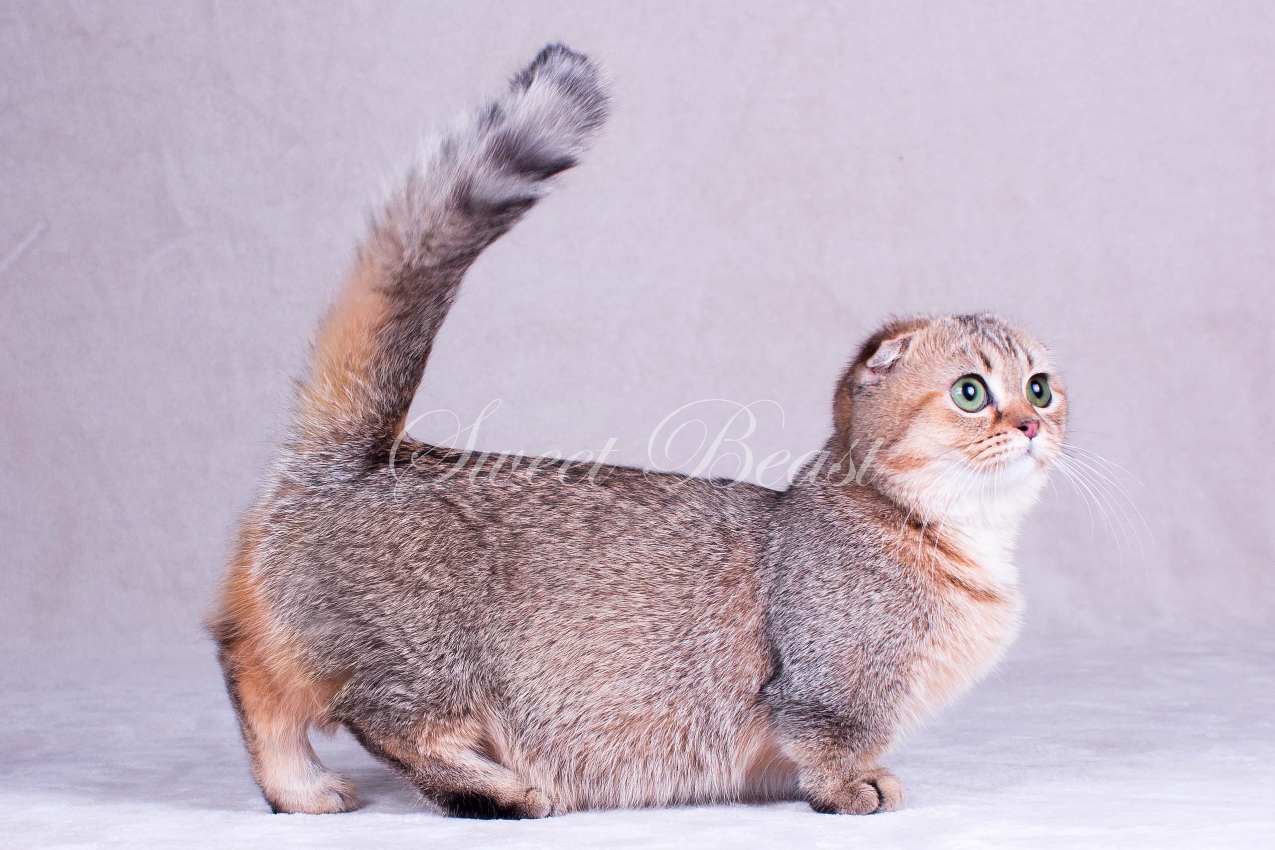 Кошка коротколапая