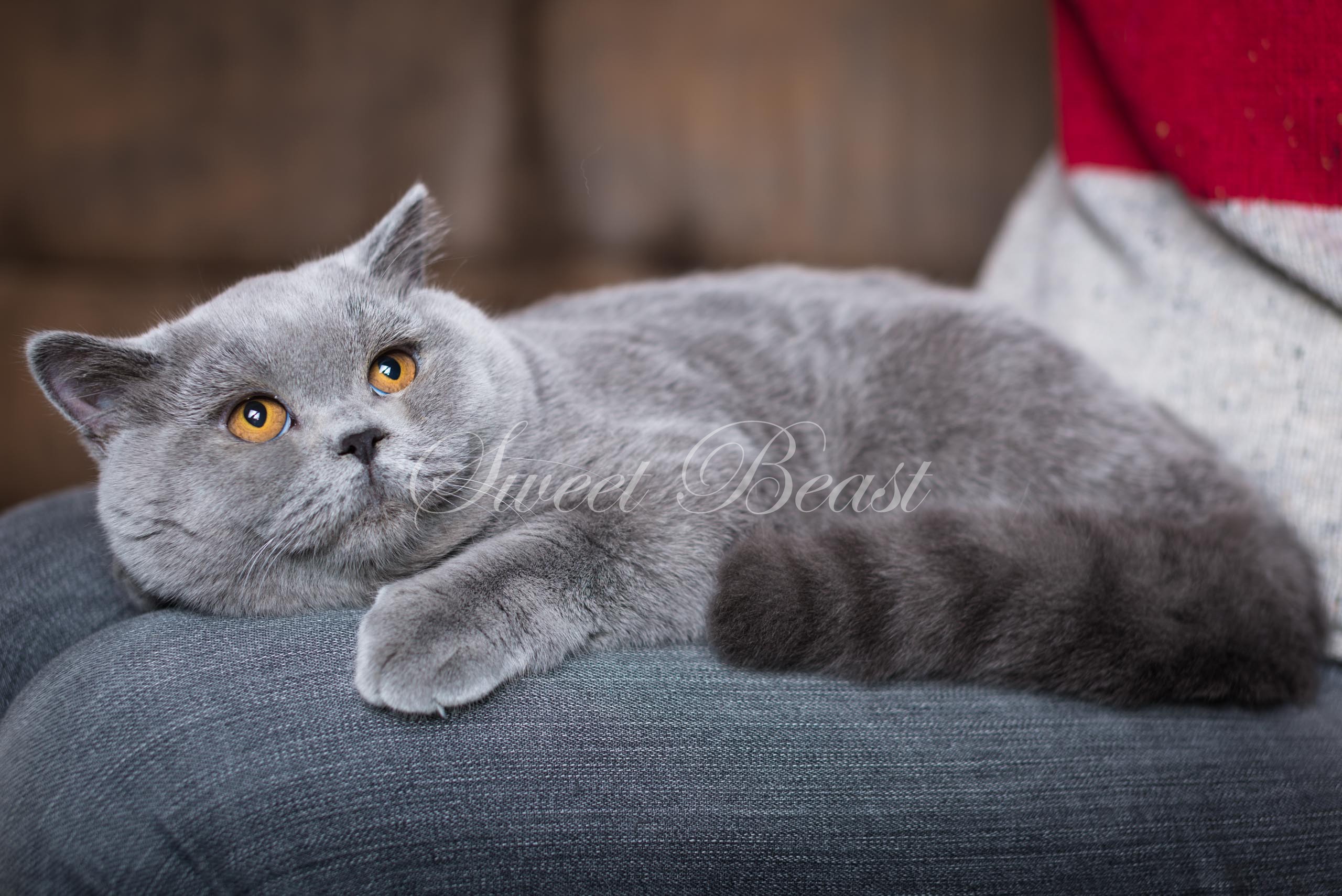 Sweet-beast.com | Котята
