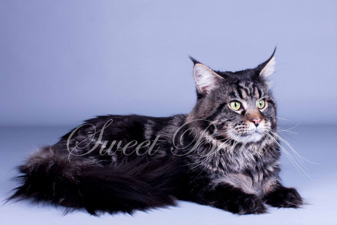 Maine Coon | Veterans